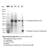 PROTEINDEX™ Streptavidin Agarose 6 Fast Flow