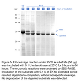 ProteoSure™ Recombinant Bovine Enterokinase
