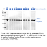 ProteoSure™ Recombinant Bovine Enterokinase