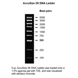 AccuSize 5K DNA ladder