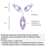 PROTEINDEX™ rProtein L Agarose 4 Fast Flow