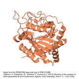 ProteoSure™ Recombinant Carboxypeptidase B