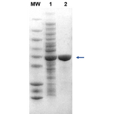 PROTEINDEX™ Dextrin Agarose 6 Fast Flow