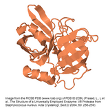 ProteoSure™ Endoproteinase GluC, V8 Protease, Sequencing Grade