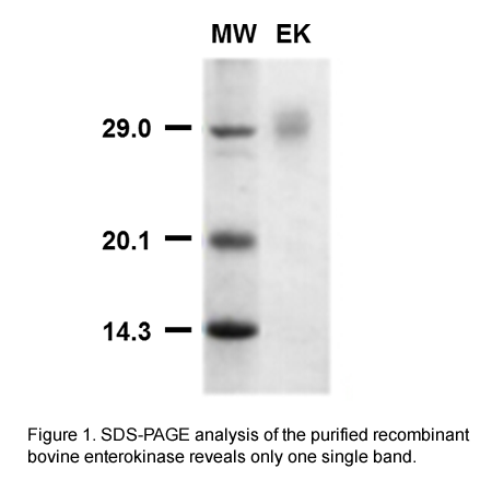 Recombinant Enterokinase NVG メルク 69066-3 (62-8400-10) Enterokinase from porcine intestine