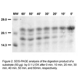 Recombinant Enterokinase_animal-free_4