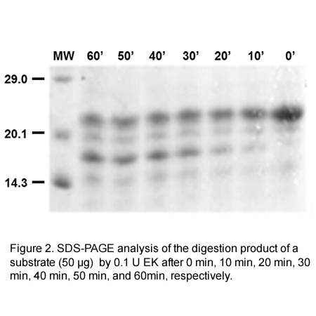 Recombinant Enterokinase NVG メルク 69066-3 (62-8400-10) Enterokinase from porcine intestine