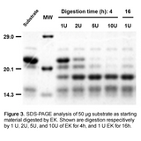 Recombinant Enterokinase_animal-free_5