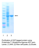 PROTEINDEX™ Glutathione Agarose 4 FF, Prepacked Cartridge