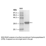 ProteoSure™ Recombinant Carboxypeptidase B