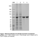 MagINDEX™ Ni NTA Magnetic Agarose, Settled Resin