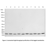 MagINDEX™ Ni NTA Magnetic Agarose, Settled Resin