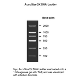 AccuSize 2K DNA ladder