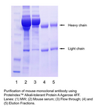 PROTEINDEX™ Alkali-Tolerant Protein A Agarose 4FF, Prepacked Cartridge