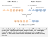 PROTEINDEX™ rProtein A/G Agarose 4 Fast Flow