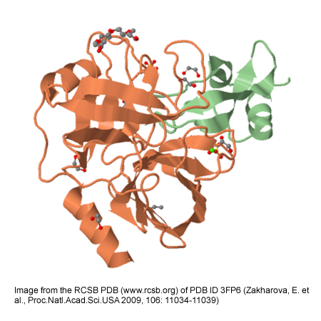 Recombinant human Trypsin, AOF | Marvelgent Biosciences